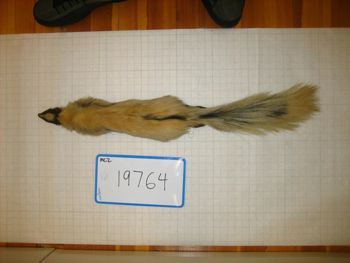 Media type: image;   Mammalogy 19764